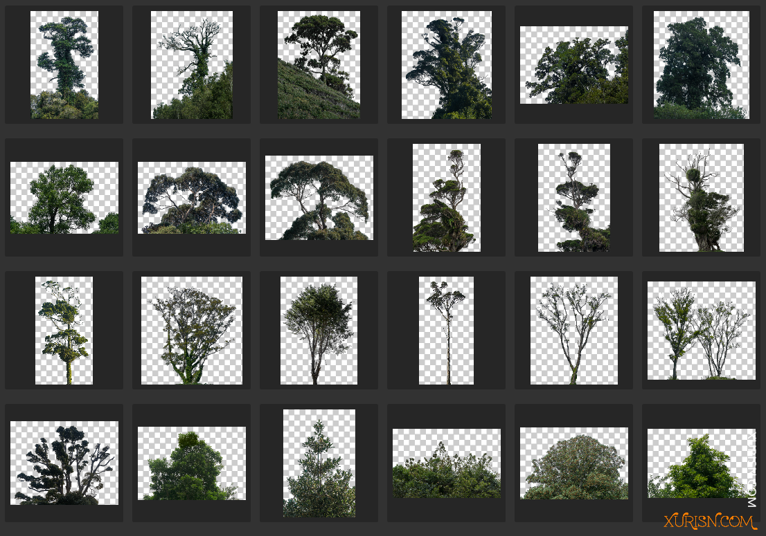 平面素材-绿树Deciduous Trees PNG免扣素材[81P/1.96G](4)