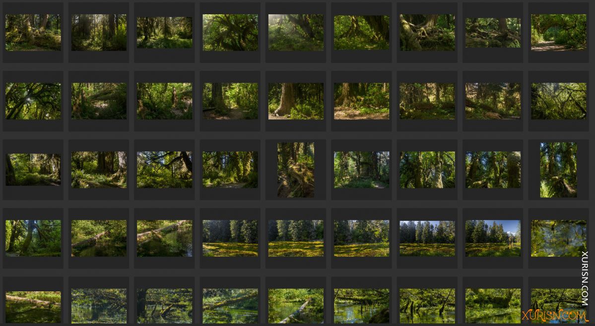 平面素材-热带树林Ancient Forest[439P/3.71G](3)