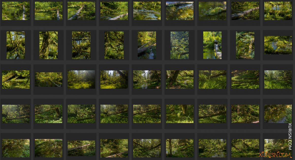 平面素材-热带树林Ancient Forest[439P/3.71G](4)