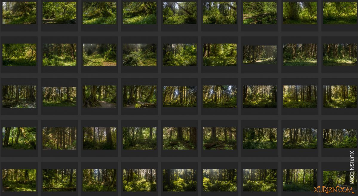 平面素材-热带树林Ancient Forest[439P/3.71G](5)