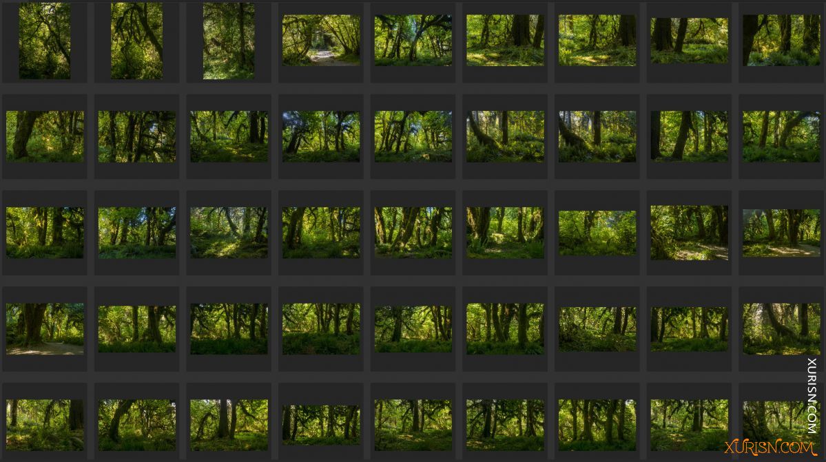 平面素材-热带树林Ancient Forest[439P/3.71G](7)