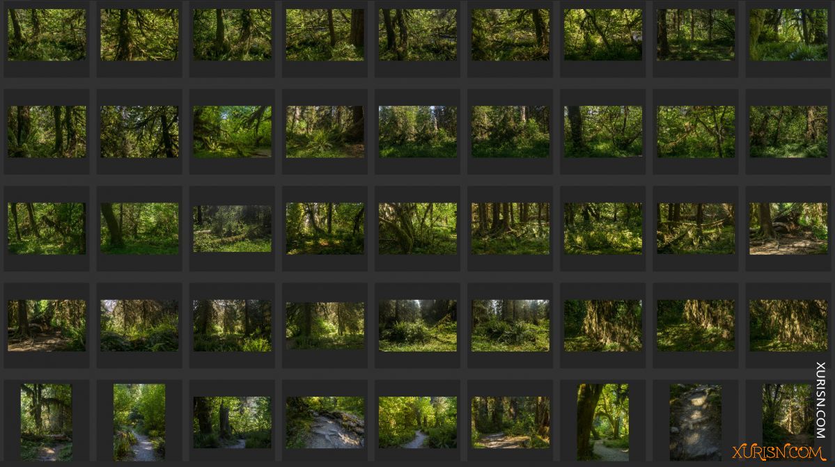 平面素材-热带树林Ancient Forest[439P/3.71G](8)