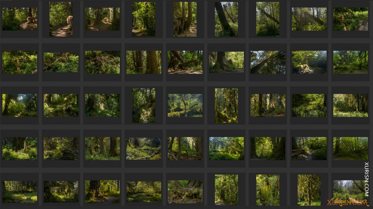 平面素材-热带树林Ancient Forest[439P/3.71G](9)