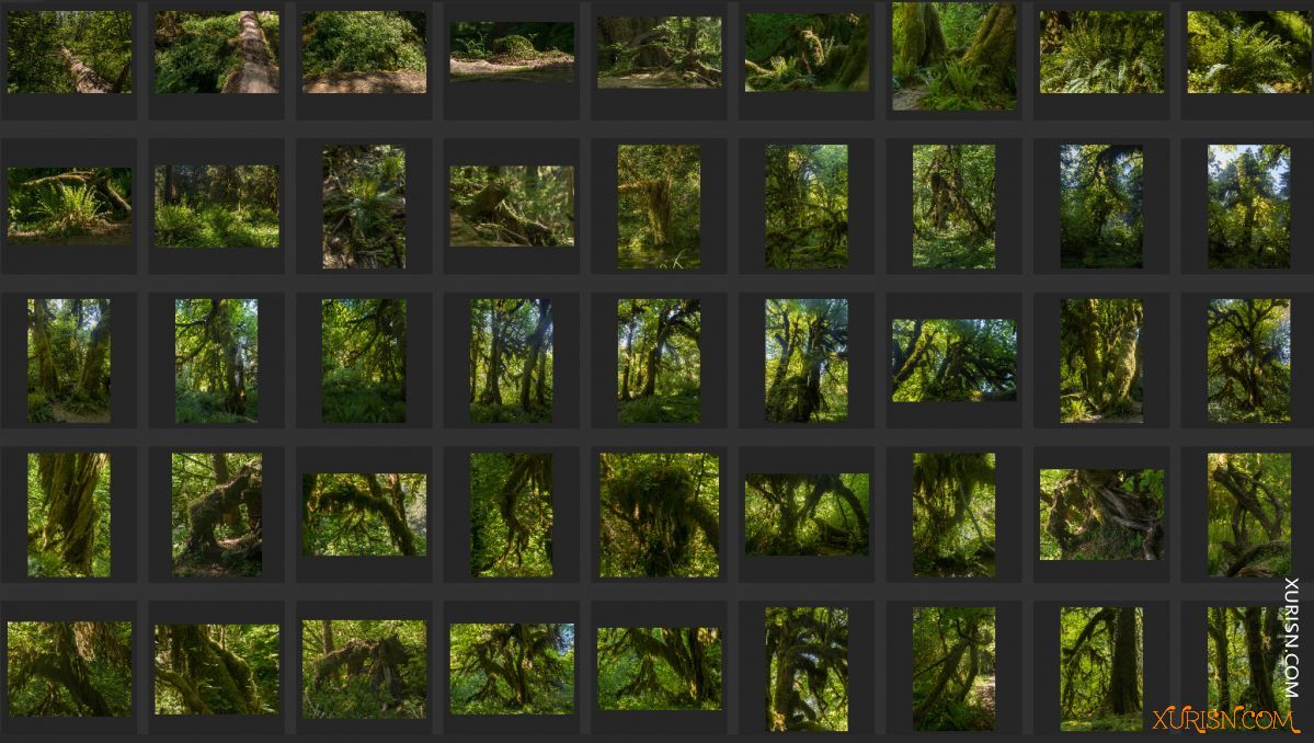 平面素材-热带树林Ancient Forest[439P/3.71G](10)