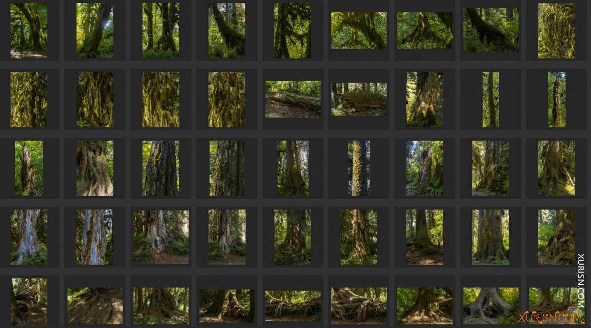 平面素材-热带树林Ancient Forest[439P/3.71G](11)