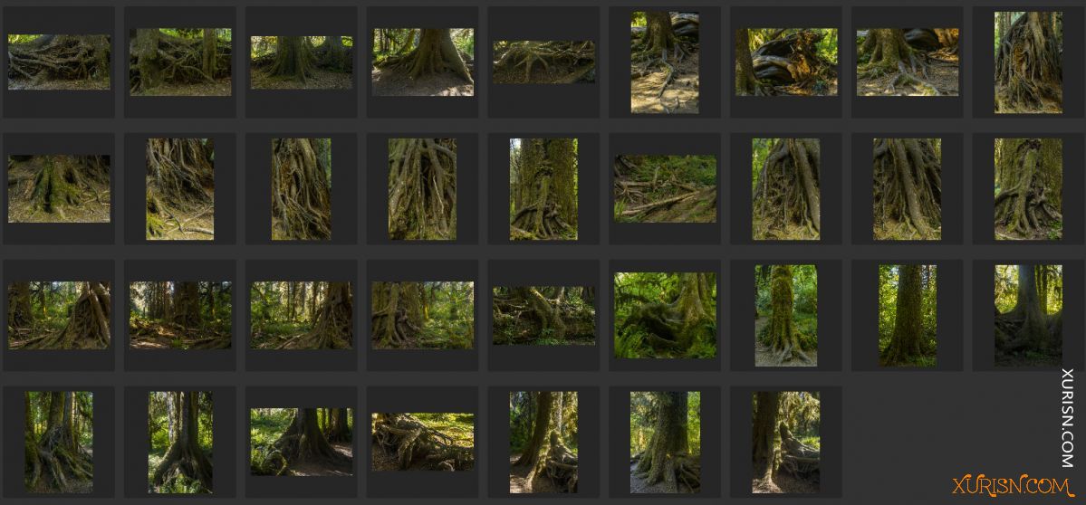 平面素材-热带树林Ancient Forest[439P/3.71G](12)