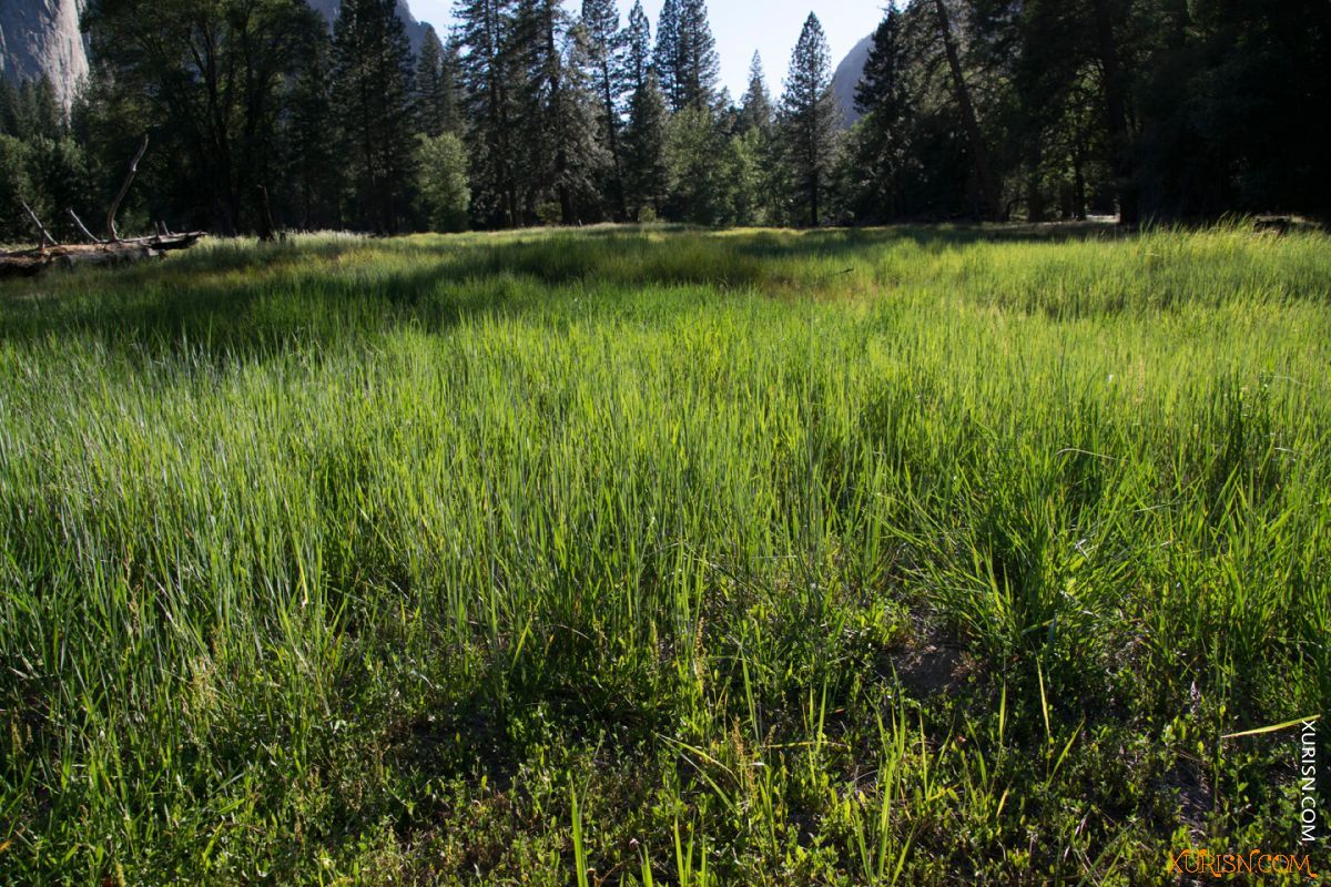 平面素材-大片草地 grass photo pack [100P/1.65G](3)