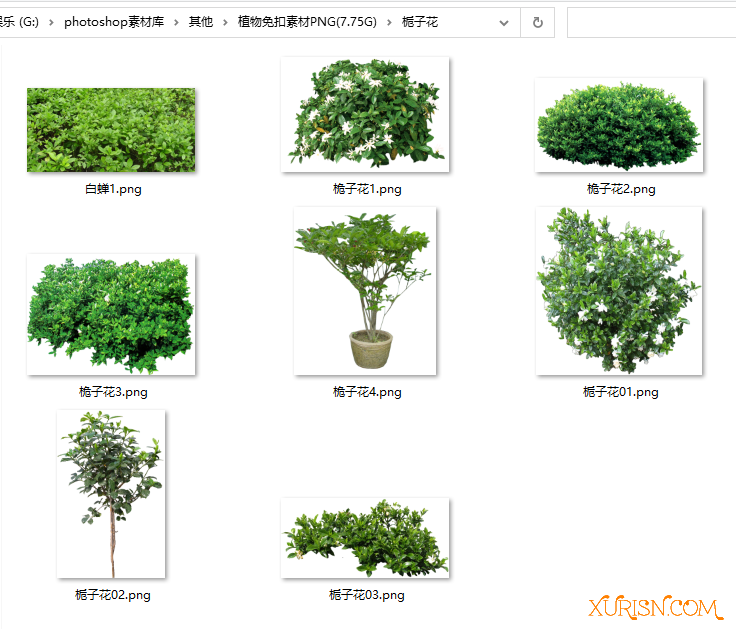 平面素材-582种植物免扣素材PNG [5935P/7.75G](13)