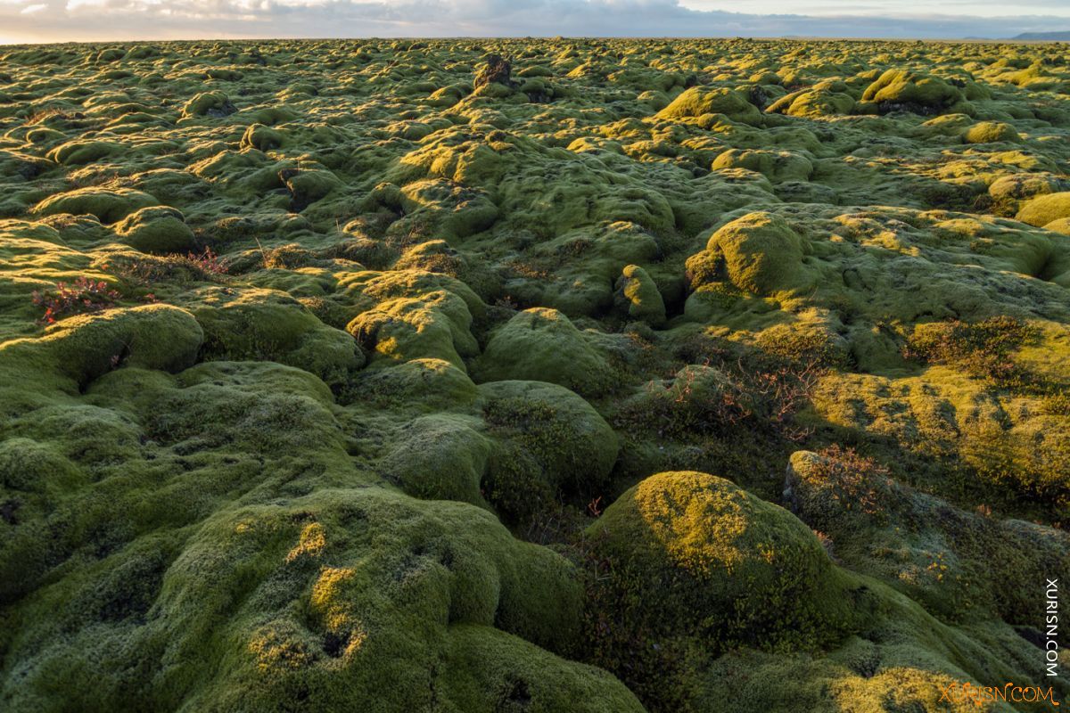 平面素材-荒凉野外 Mossy Flatlands [545P/4.16G](3)