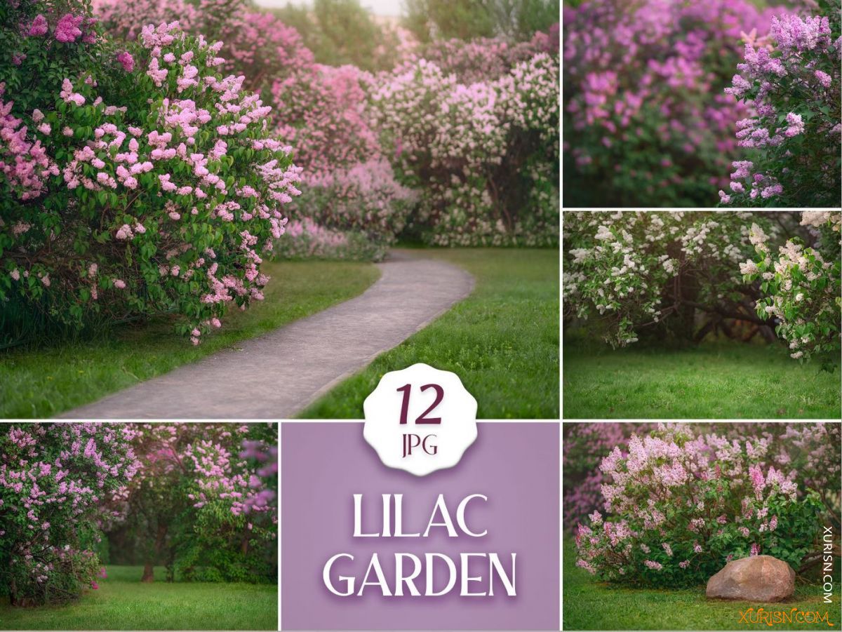 平面素材-12张紫丁香花园背景摄影素材Lilac Garden Backdrops(3)