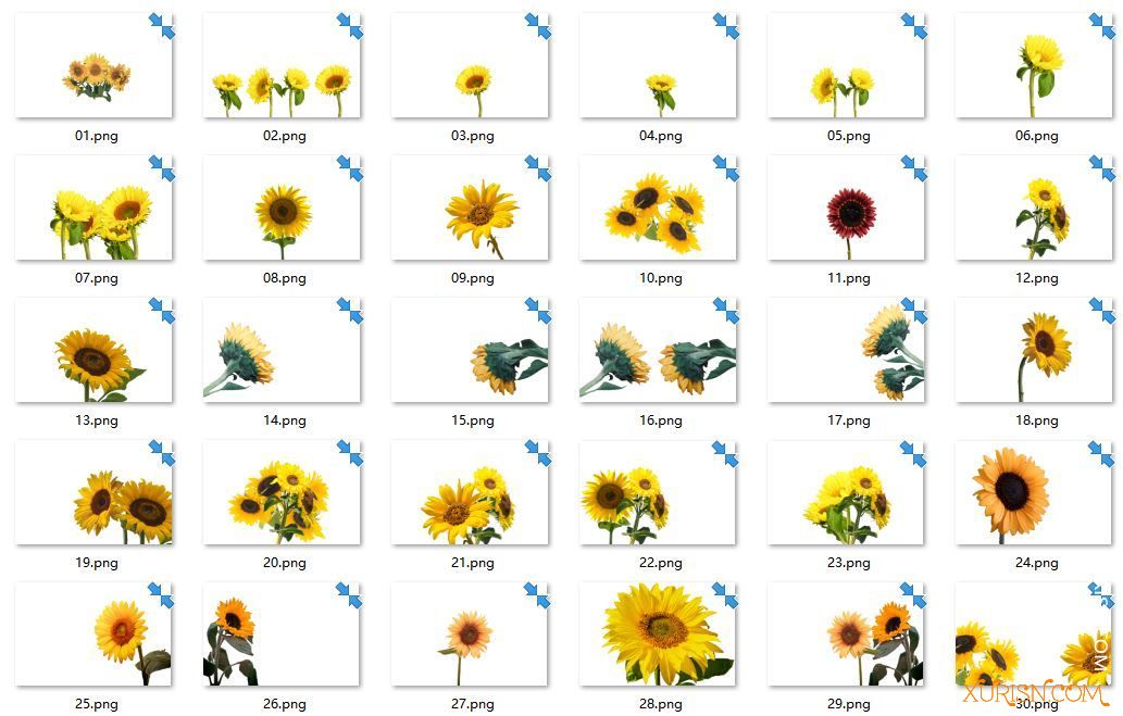 平面素材-30张高清透明免抠向日葵PNG图片素材(4)