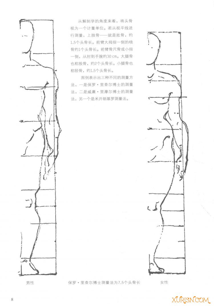 伯里曼人体结构绘画教学_页面_016.jpg