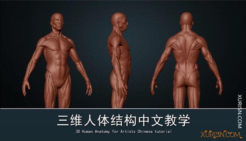 3D教程-刘慧远三维人体雕刻角色模型从理论到Zbrush实战中文教学(4)