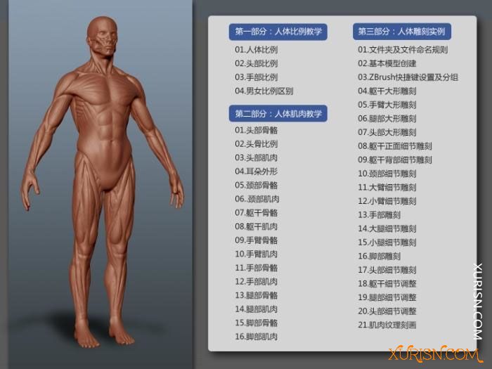 3D教程-刘慧远三维人体雕刻角色模型从理论到Zbrush实战中文教学(3)