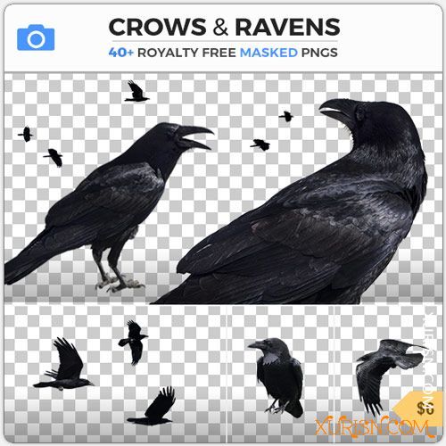 平面素材-48P高清乌鸦和渡鸦不同姿势PNG透明免抠图片集CROWS & RAVENS(10)