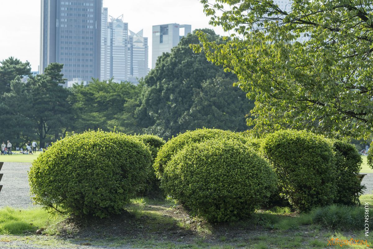 平面素材-136张高清日本东京新宿御苑公园参考图片集PARKS & GARDENS(11)