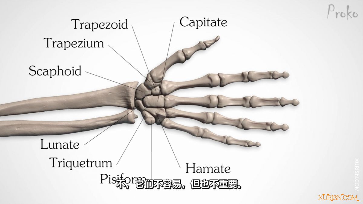 Bones-of-the-Hand-1080p.mp4_20200523_031938802.jpg