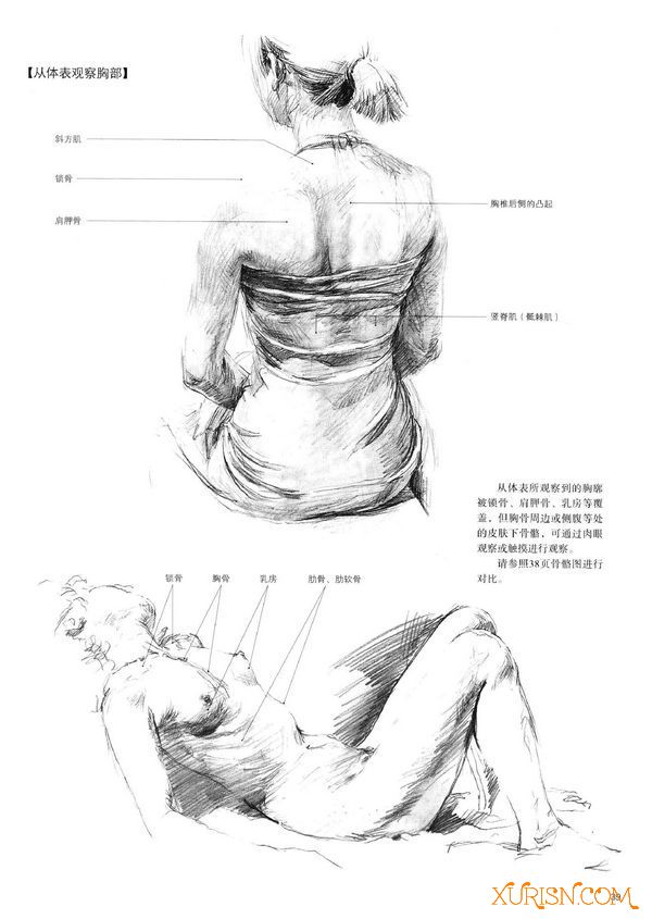 原画绘画教程-（中文版）美术家·设计师必备：人体结构写生应用手帖 PDF(5)