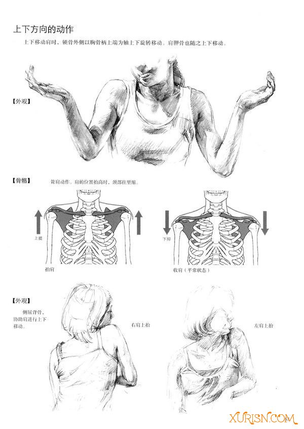 原画绘画教程-（中文版）美术家·设计师必备：人体结构写生应用手帖 PDF(6)