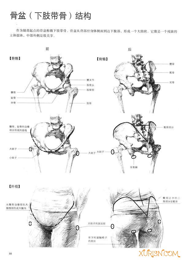 原画绘画教程-（中文版）美术家·设计师必备：人体结构写生应用手帖 PDF(7)